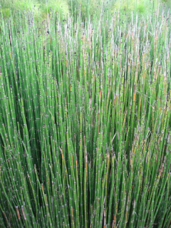 equisetum hiemale.jpg